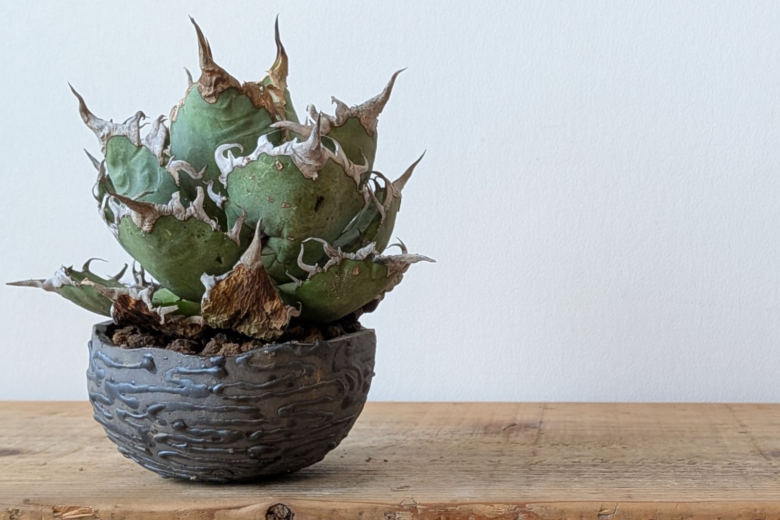 Ramat Planter #427【Une Une】/ Ceramic Planter × アガベ シーザー