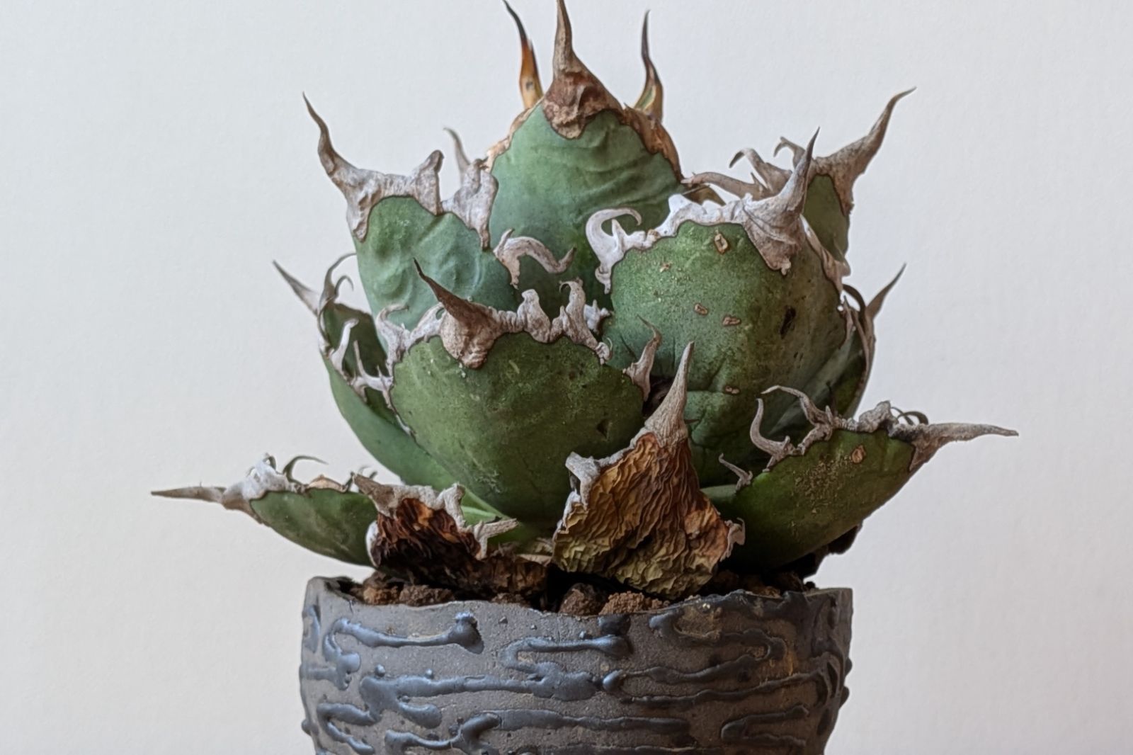 Ramat Planter #466検索: 植木鉢 陶器鉢 作家鉢 プランター Ramat Planter #427【Une Une】/ Ceramic Planter × アガベ シーザー