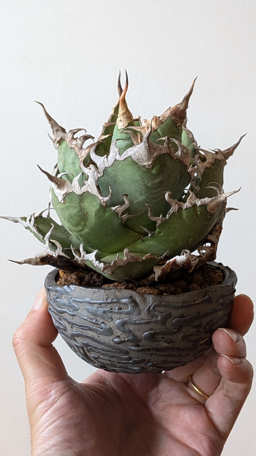 Ramat Planter #427【Une Une】/ Ceramic Planter × アガベ シーザー