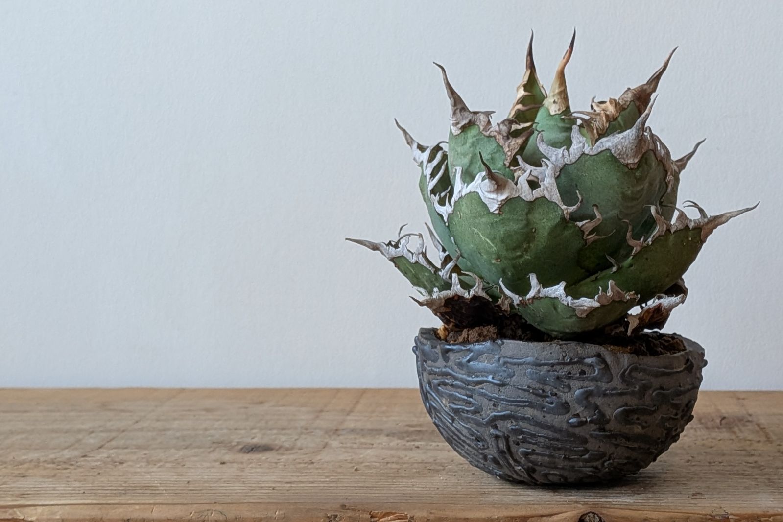 Ramat Planter #427【Une Une】/ Ceramic Planter × アガベ シーザー