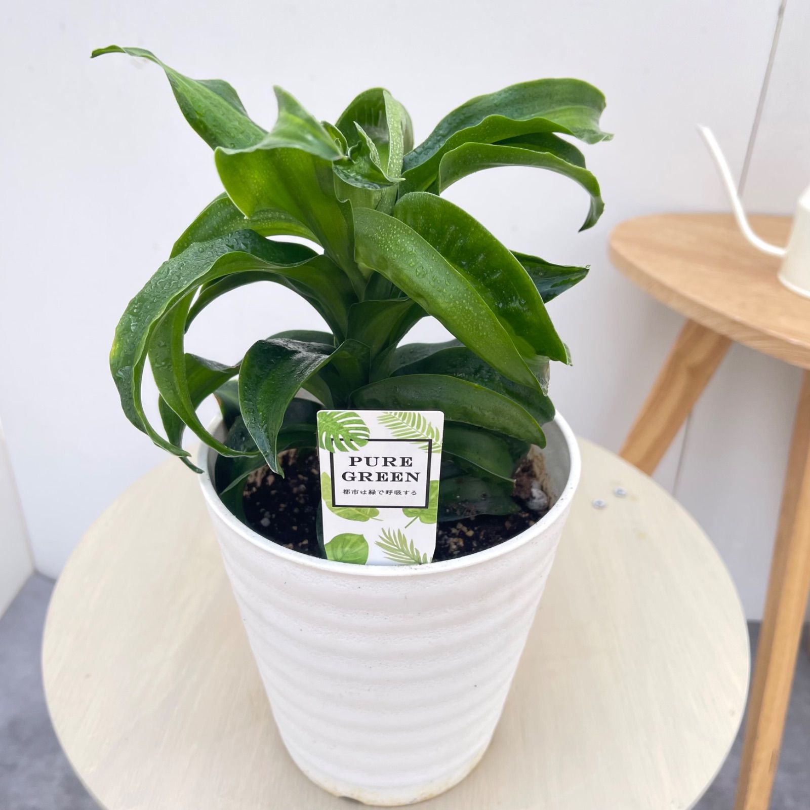 ドラセナ トルネード ブラックカンジー 12【現品】観葉植物 室内 5号