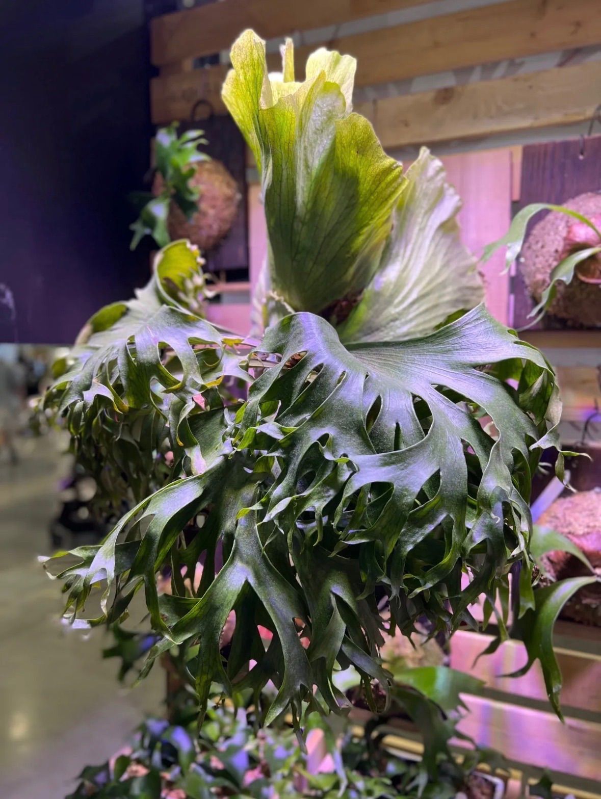P. Flamenco（hillii x coronarium）TC フラメンコ - メルカリ