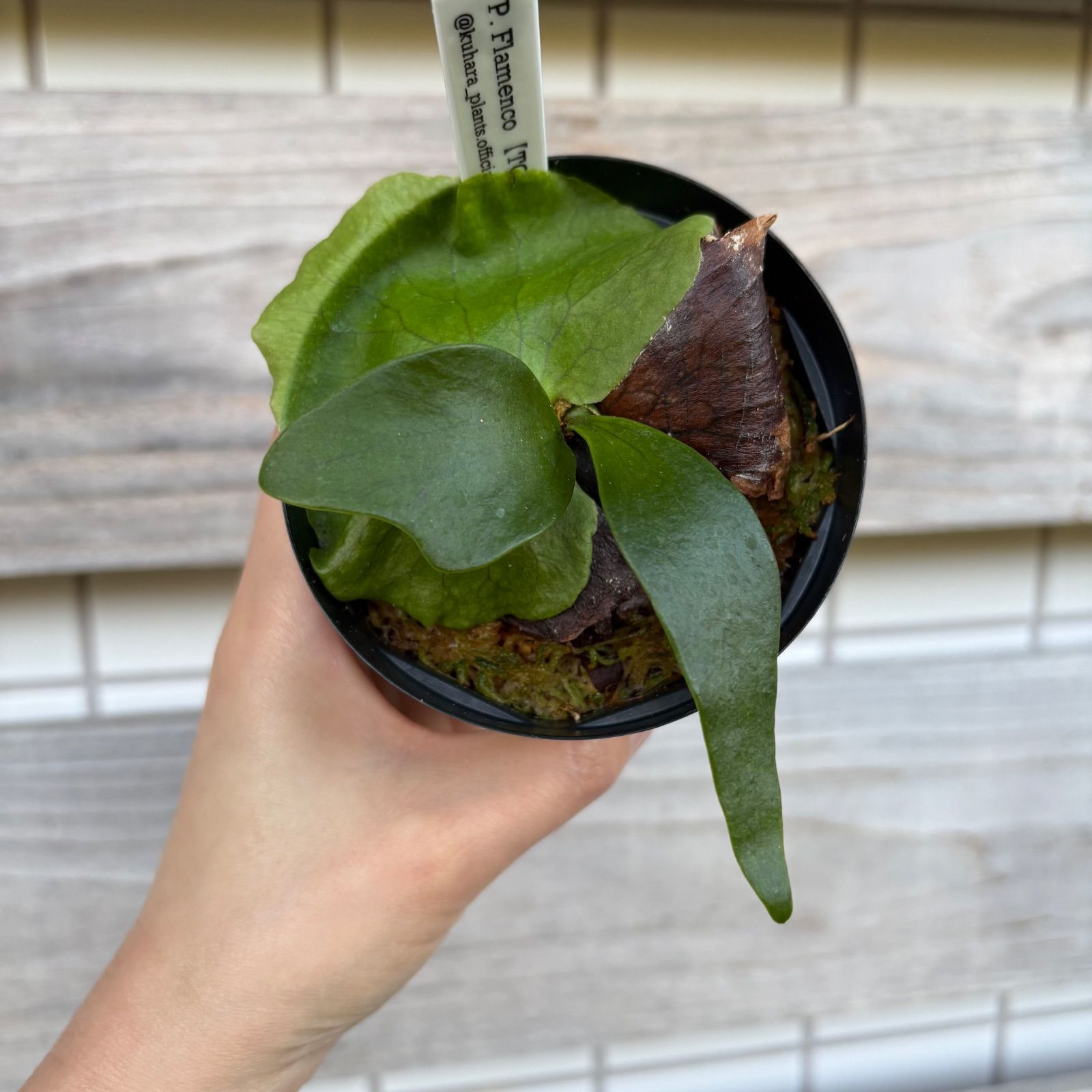 メルカリ便】P. hillii×coronarium'Flamenco'TC79 P. Flamenco（hillii x coronarium）TC フラメンコ - メルカリ