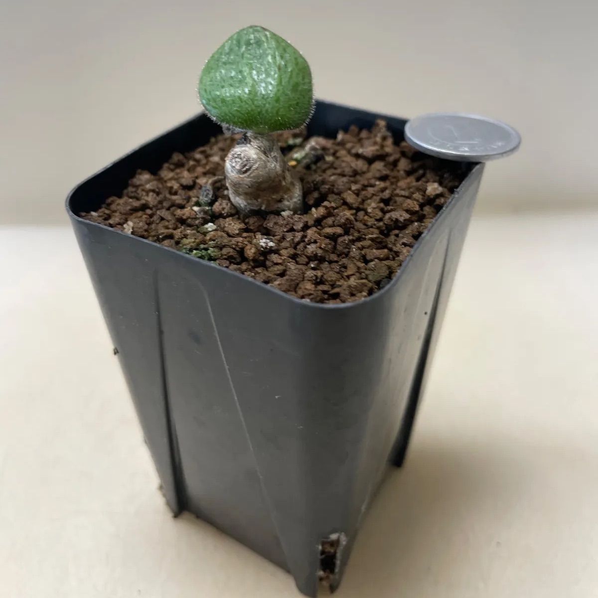 多肉植物 コーデックス チレコドン ノルティー 抜き苗 根付き - メルカリ