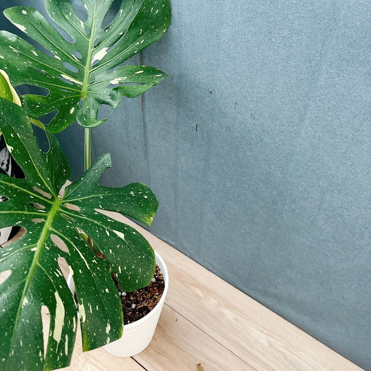 現品］【希少】34番 モンステラ 斑入り 7号 観葉植物 室内 レア 鉢