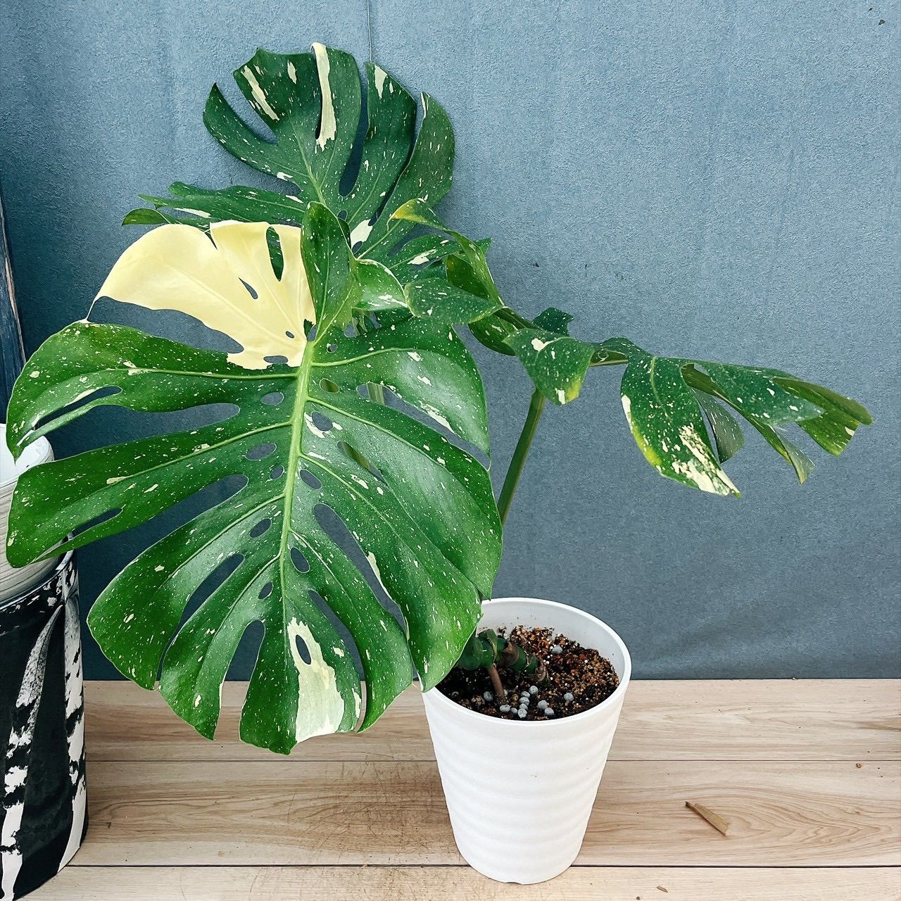 現品］【希少】34番 モンステラ 斑入り 7号 観葉植物 室内 レア 鉢