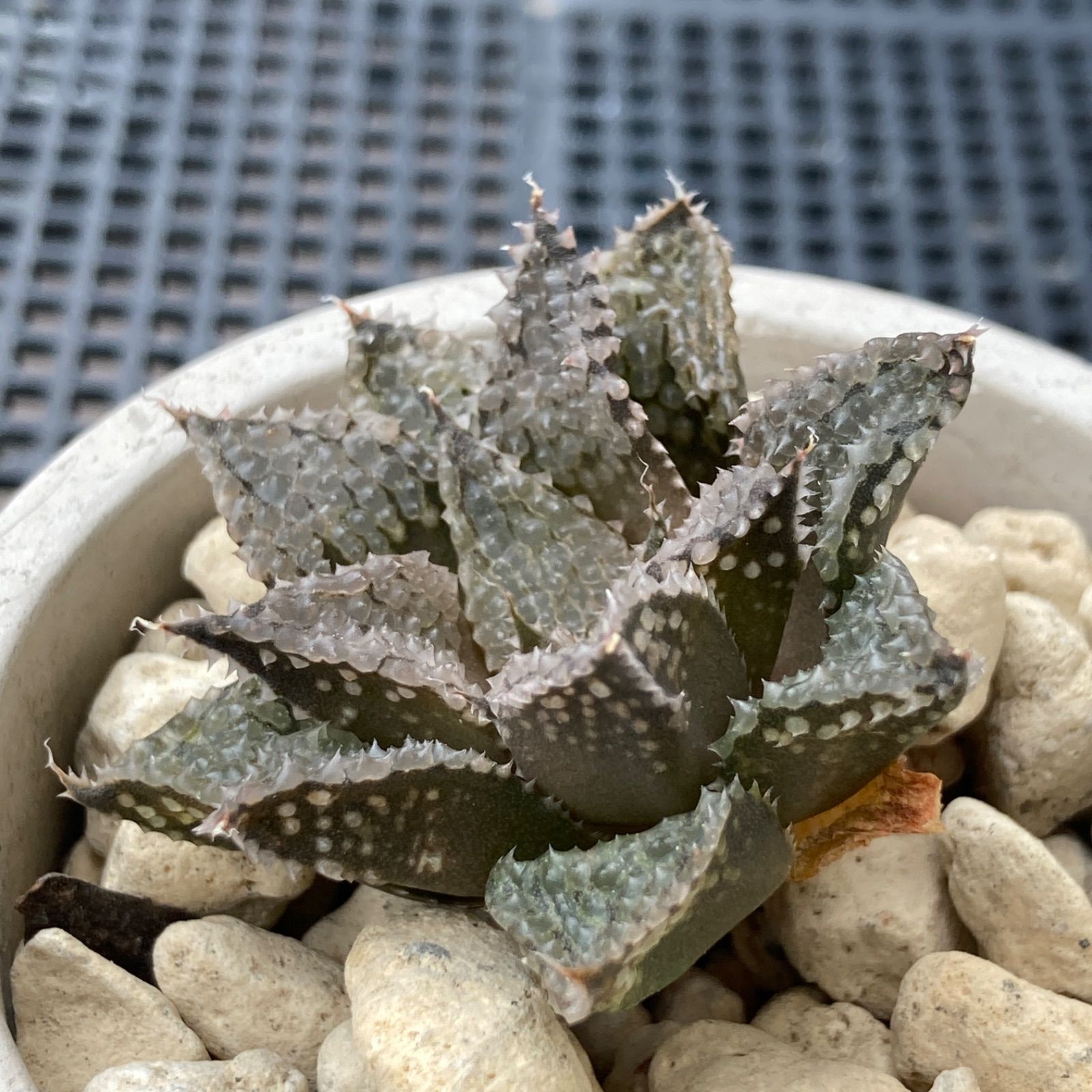 厳選｜新入荷｜送料込】多肉植物 多肉植物 ハオルチア モリサバブル