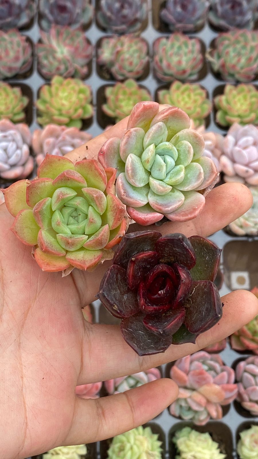 現品限り 15種類105苗セット 鮮やかなセット 土と根付き 多肉植物
