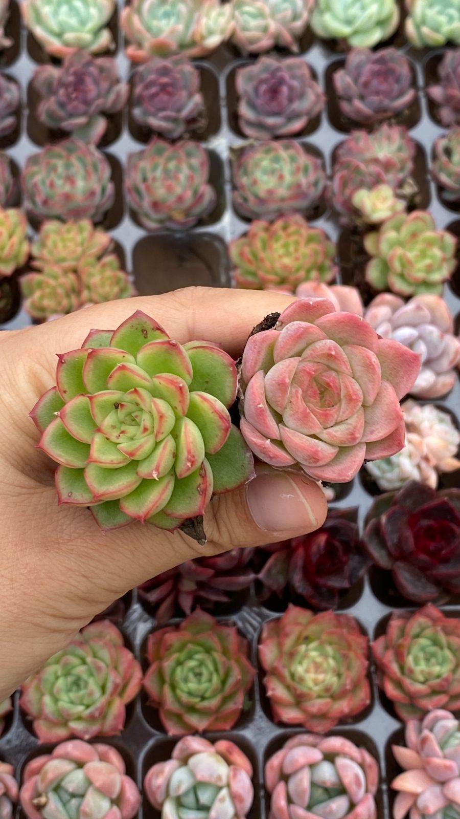 現品限り 15種類105苗セット 鮮やかなセット 土と根付き 多肉植物