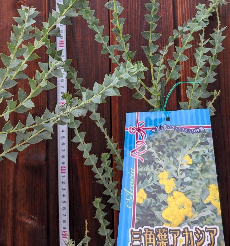 100cm】【5.5号鉢】アカシア 三角葉アカシア 庭木 ドライフラワー