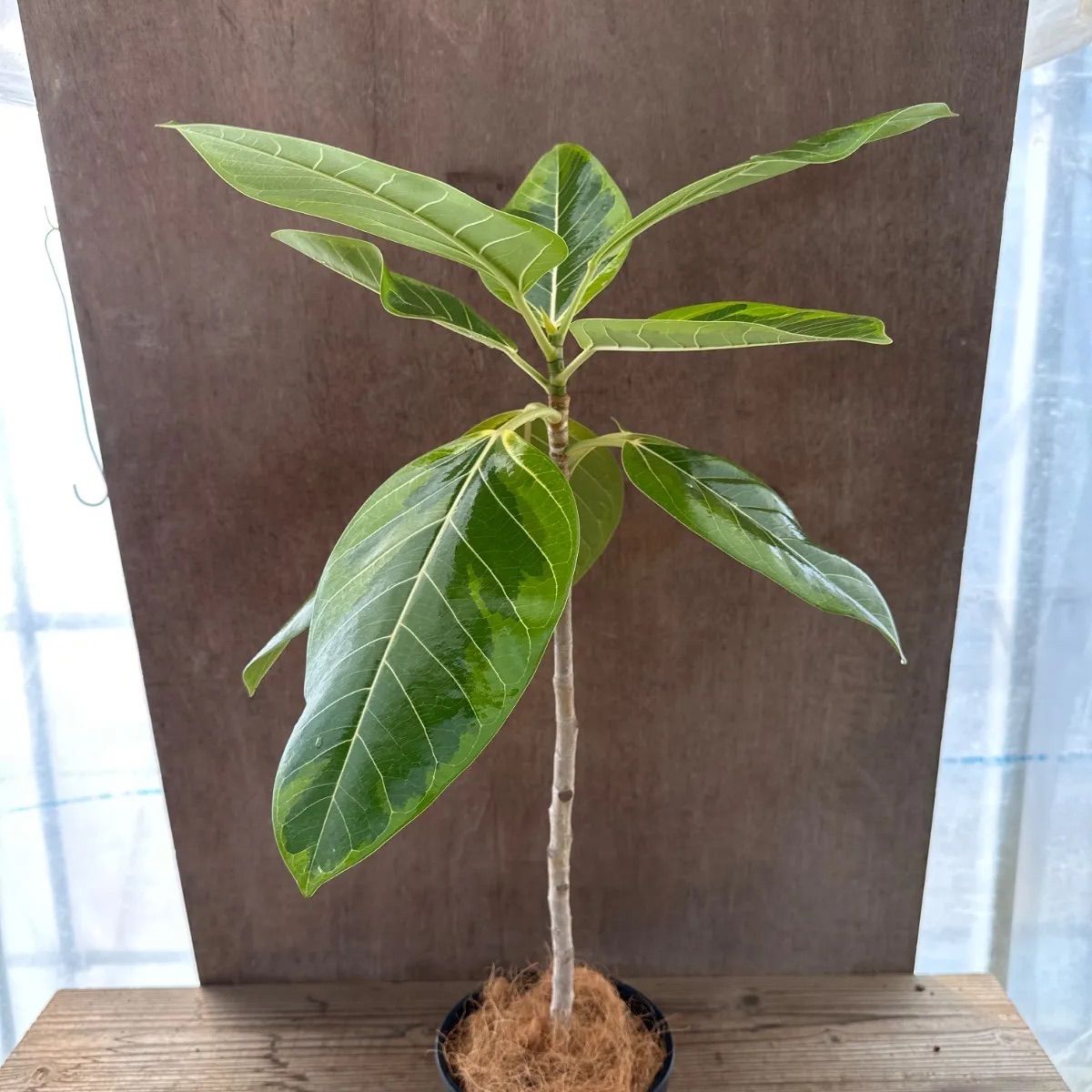 フィカス アルテシマ Ficus Altissima 現品 クワ科 フィカス属 観葉植物 観葉 植物 斑入り 斑 インテリア おしゃれ おすすめ  プレゼント かわいい グリーン 開店祝い 新築祝い お祝い 祝い 贈り物 - メルカリ