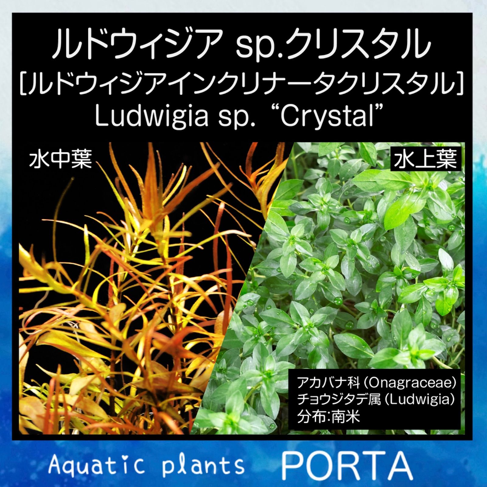 販売 ルドウィジア クリスタル♪ 水中葉 無農薬