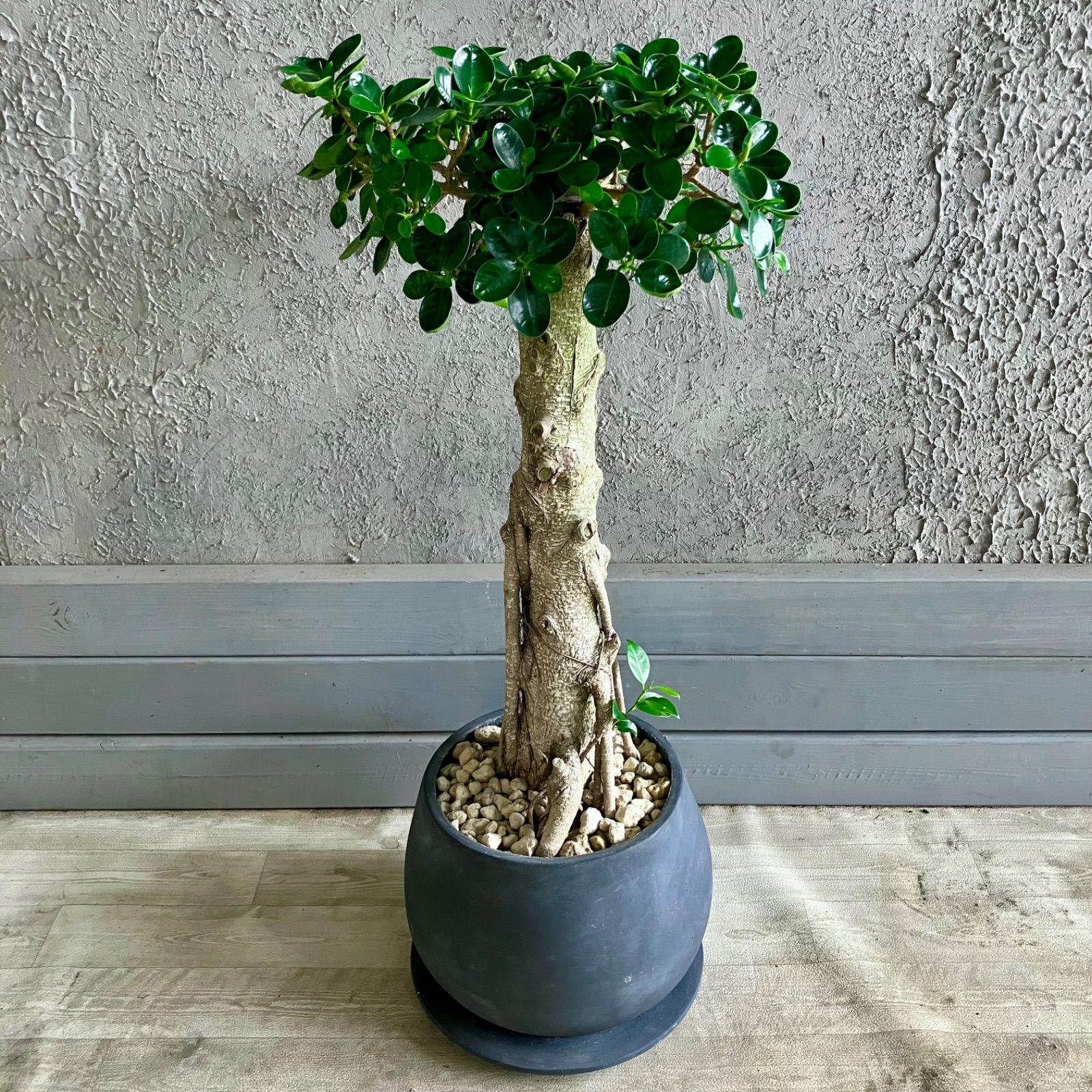 【希少】パンダガジュマル 現品］【希少】パンダガジュマル 8号 観葉植物 室内 レア ゴムの