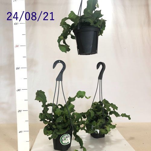 【現品】エピフィルム・グアテマレンシス　7号　黒鉢　吊り下げ（1） 現品】エピフィルム・グアテマレンシス 7号 黒鉢 吊り下げ（1） 希少