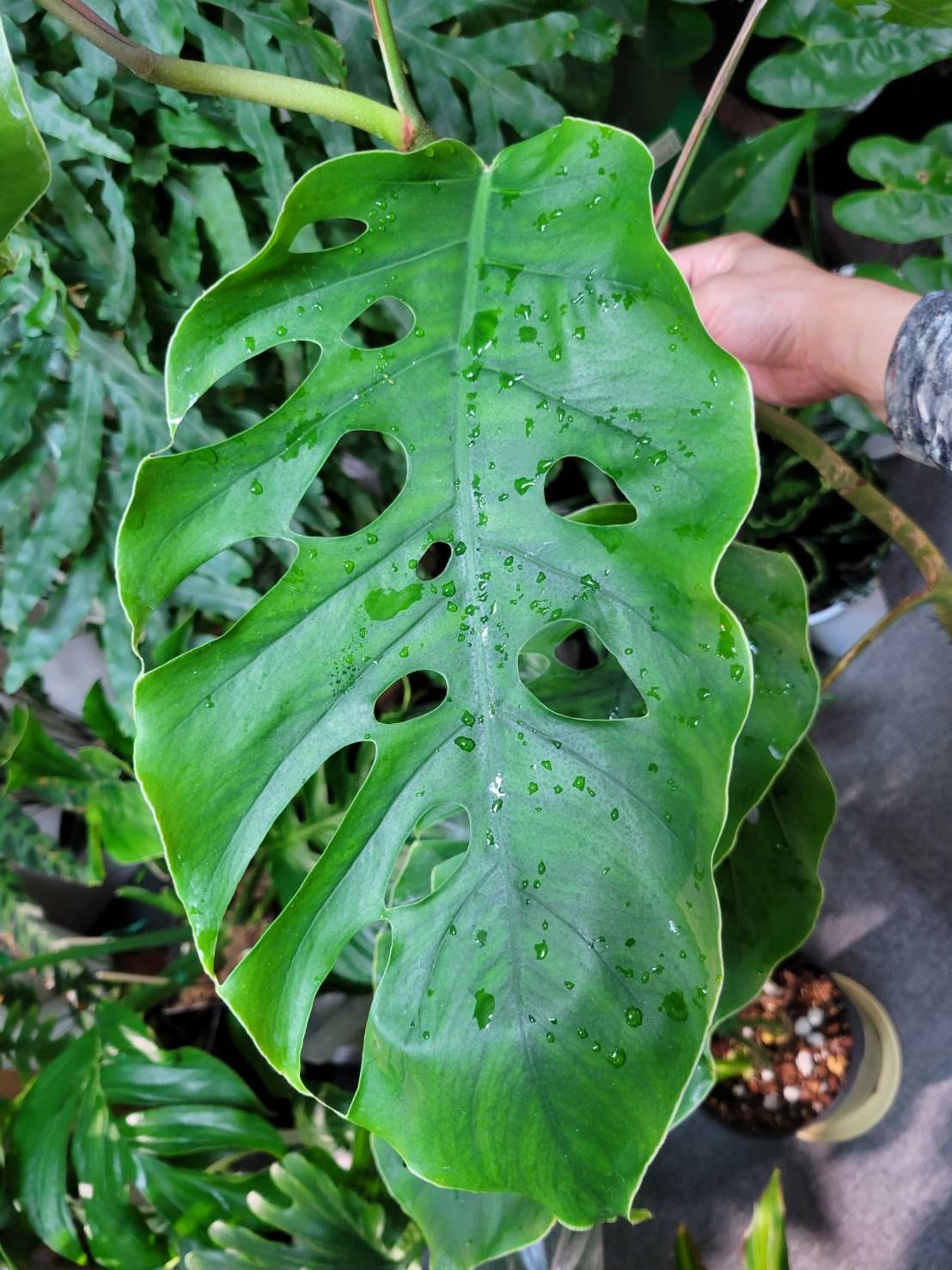 No.87 モンステラデュビア 大株 希少モンステラ