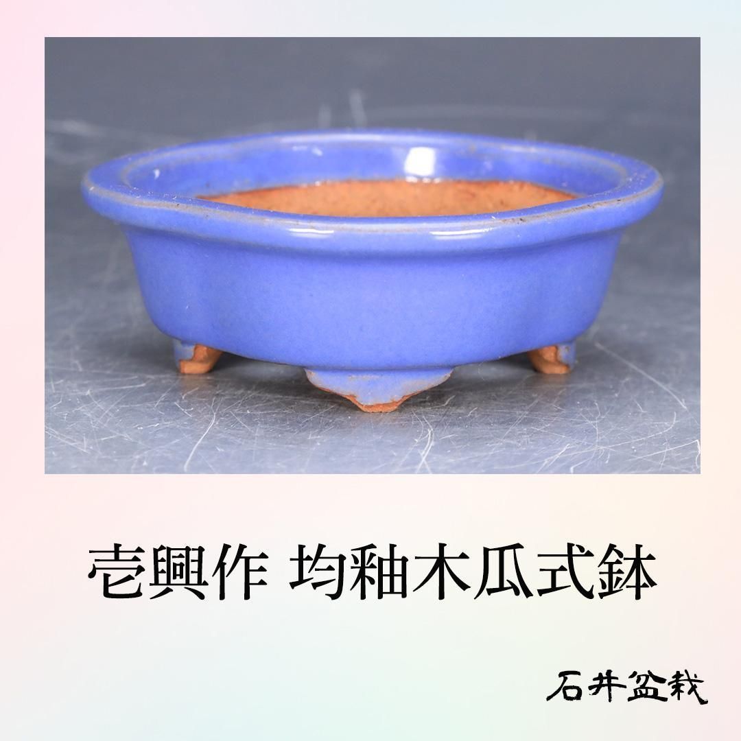 石井盆栽 渡辺壱興作 水色 盆栽鉢 p-035