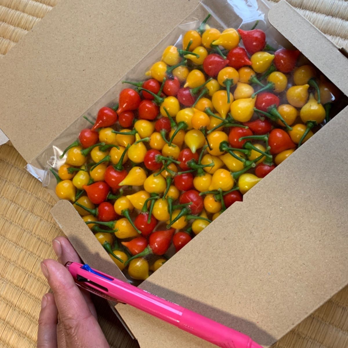 辛くない唐辛子！ビキーニョ＆イエローフォフォ（150g） 農家の