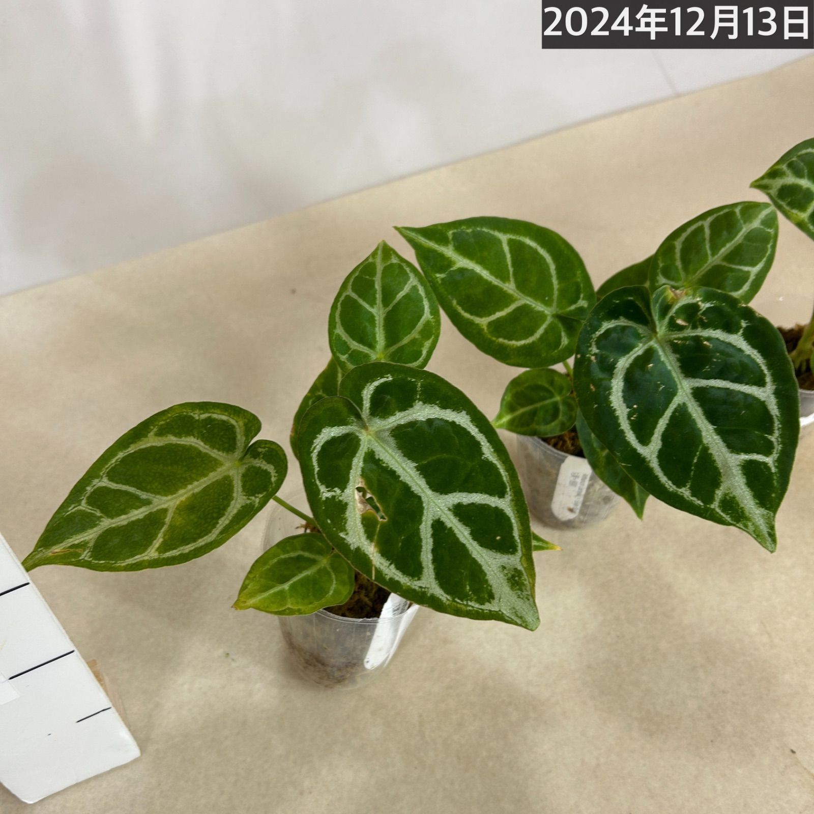 観葉植物 アンスリウム ドラヤキ×シルバーブラッシュ 3号(個体おまかせ