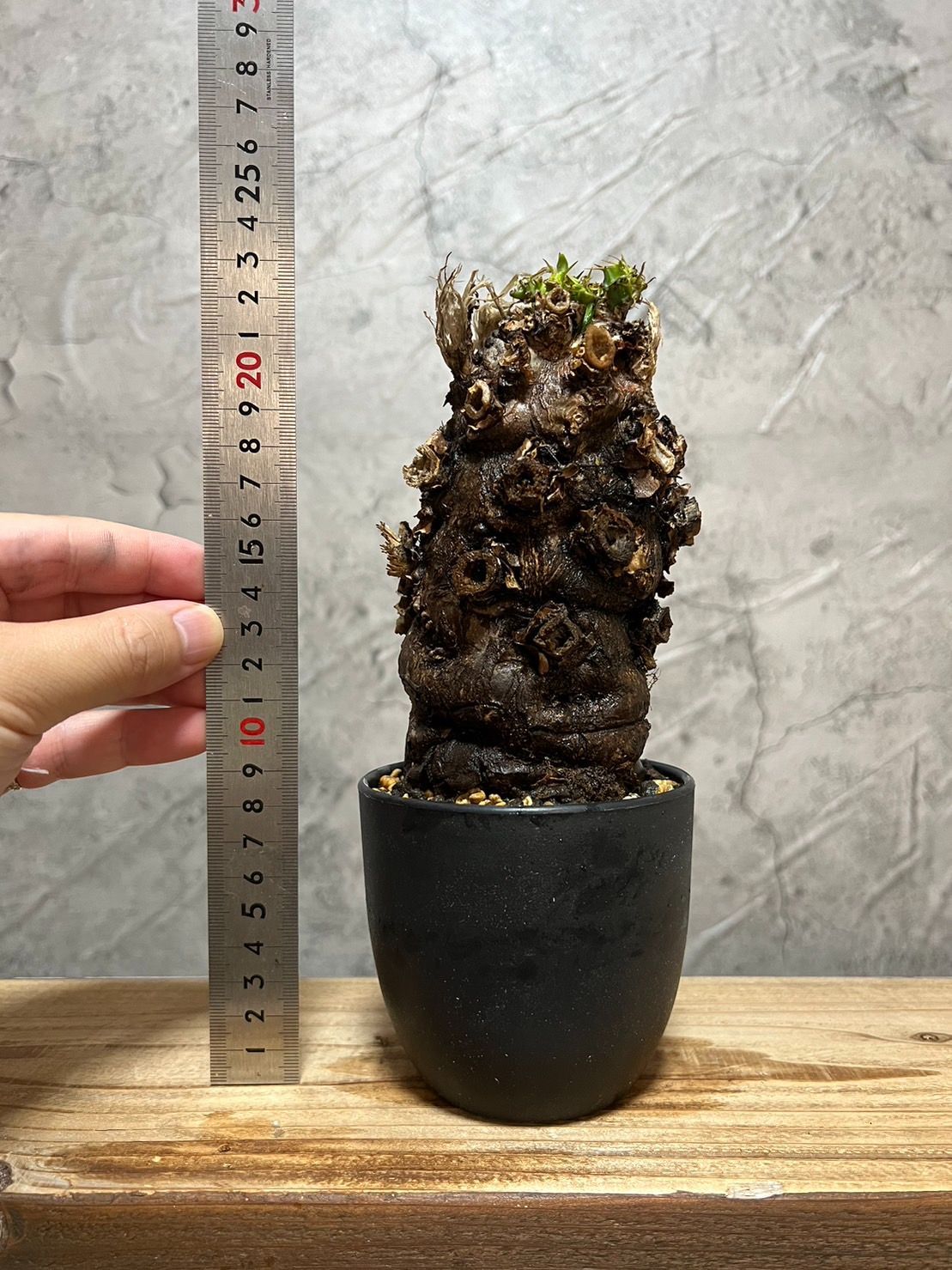 発根済　ムランジーナ　特大株　極美 15 ▽euphorbia mlanjeana▽ 発根済 極太 ユーフォルビア ムランジーナ