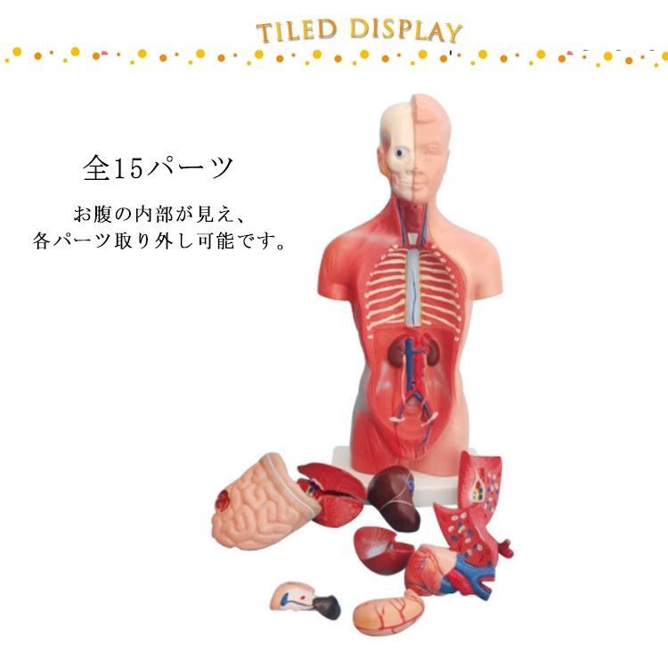 ❤教科書レベル❤ 人体模型 内部臓器再現 かわいいインテリアに