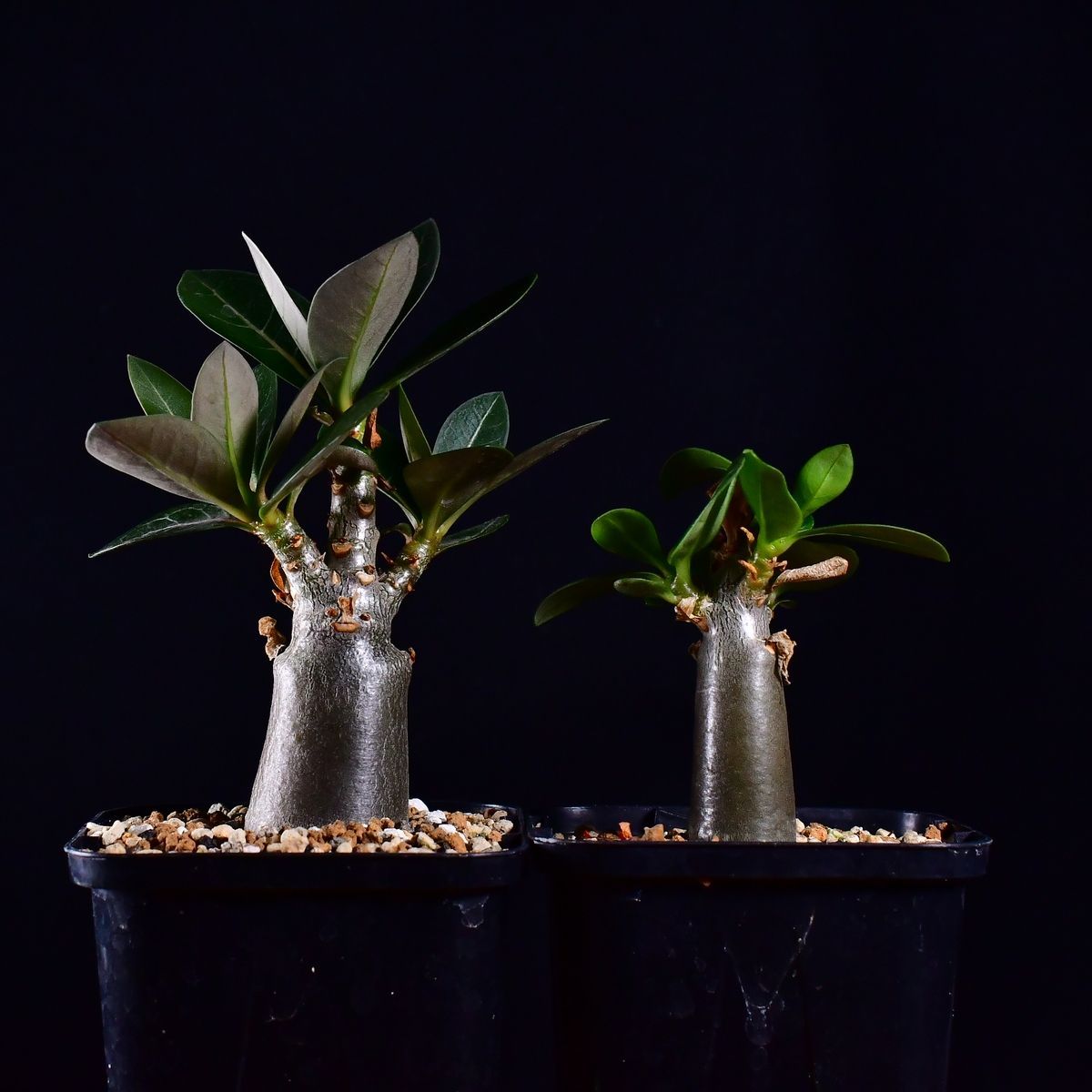 3U2 実生 2株セット アデニウム・タイ ソコトラナム KHZ Adenium thai