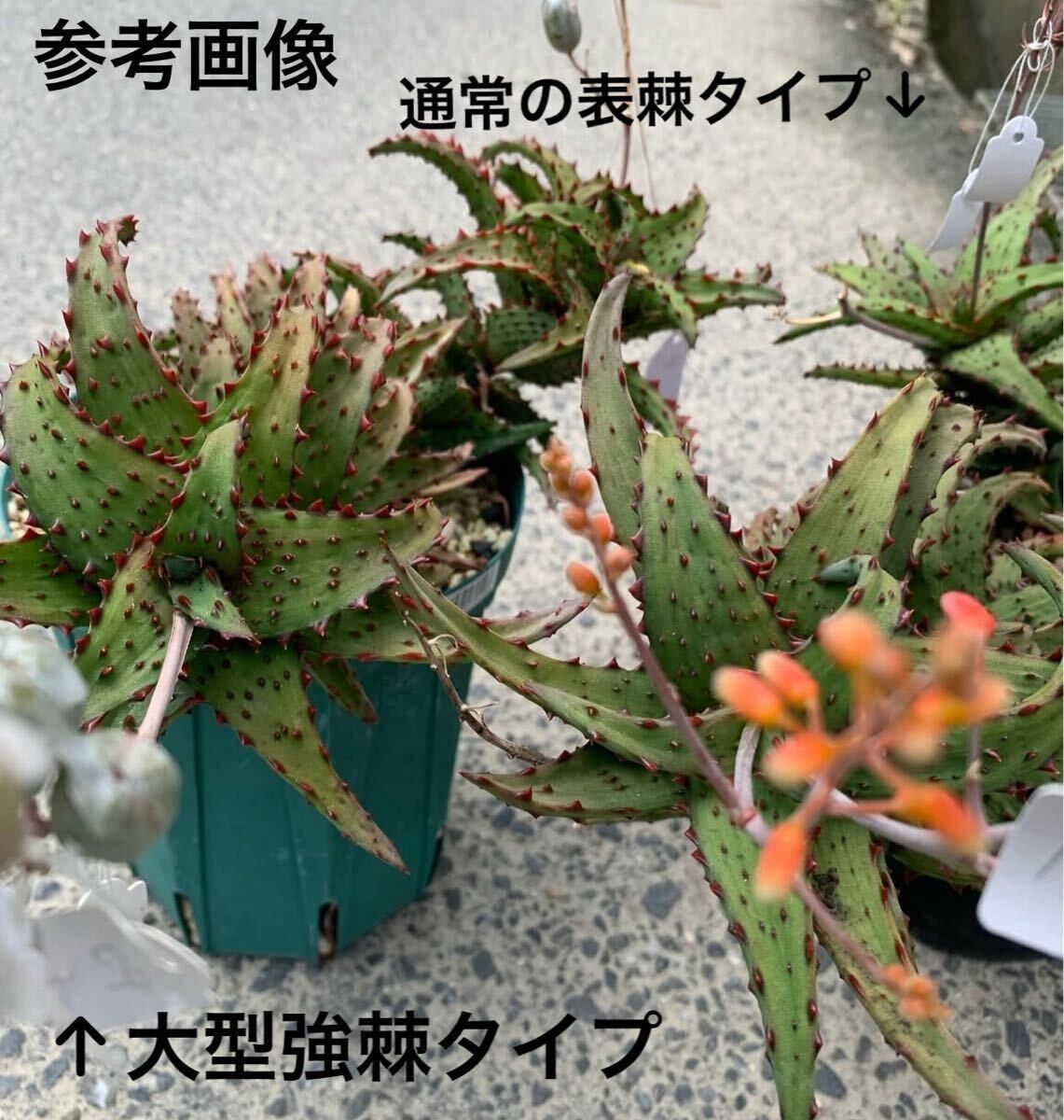 Aloe castilloniae アロエ カスティロニアエ 大型強棘タイプ カット苗