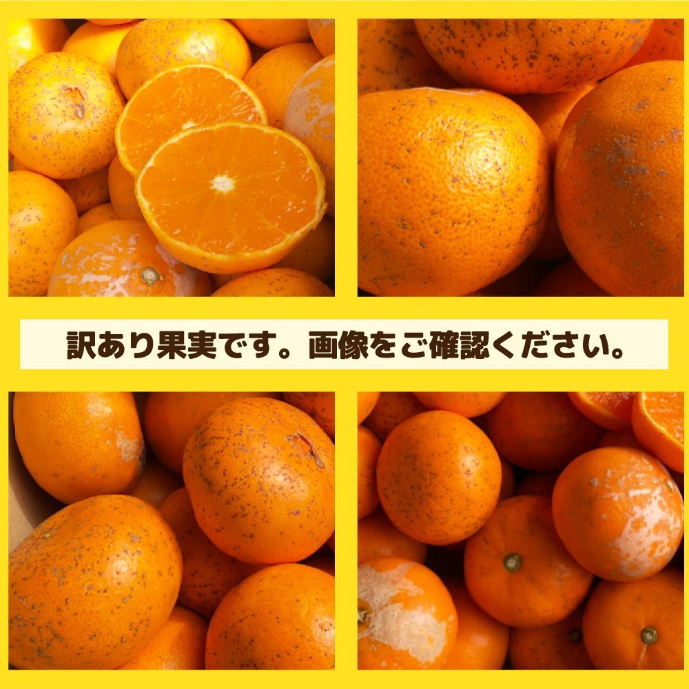 みかん 愛媛産 特に訳あり せとか 箱込2.0kg（外皮の傷・シミ多め）（2月中旬～ご注文順に順次発送）※沖縄・離島・北海道は発送不可