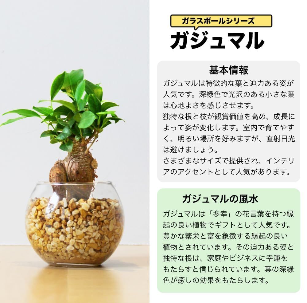 人気商品】土を使わない 観葉植物 がじゅまる ミニ おしゃれ 本物 インテリア ガジュマル ゼオライト ハイドロボール ハイドロカルチャー 多幸の木  東京寿園 がじゅまるの木 水耕栽培 スクエア - メルカリ