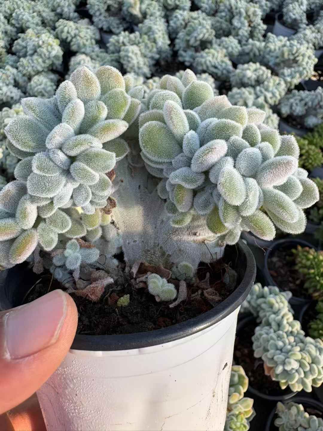 18株の抜き苗セット フロスティ 多肉植物 佐川急便発送 エケベリア 韓国苗 XJB631