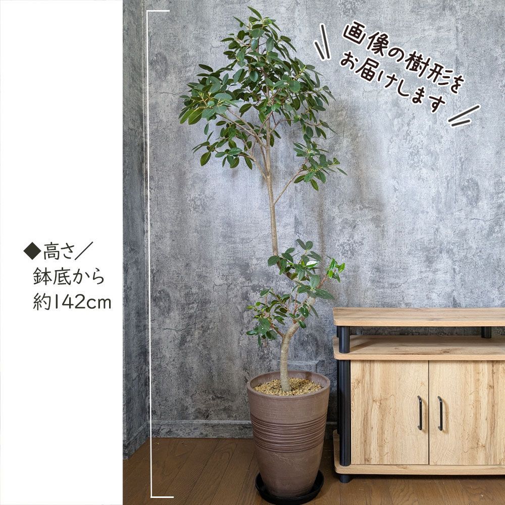 観葉植物 敬老 ゴムの木 フランスゴム フィカス 【現品】 8号 茶