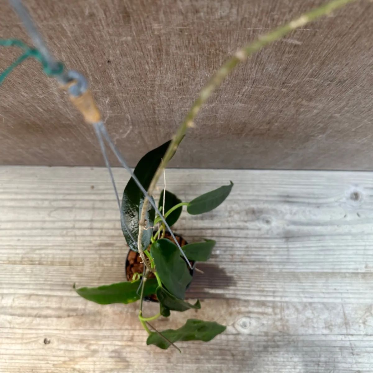 ホヤ アルクボルディアナ② Hoya archboldiana サクララン 桜蘭 現品