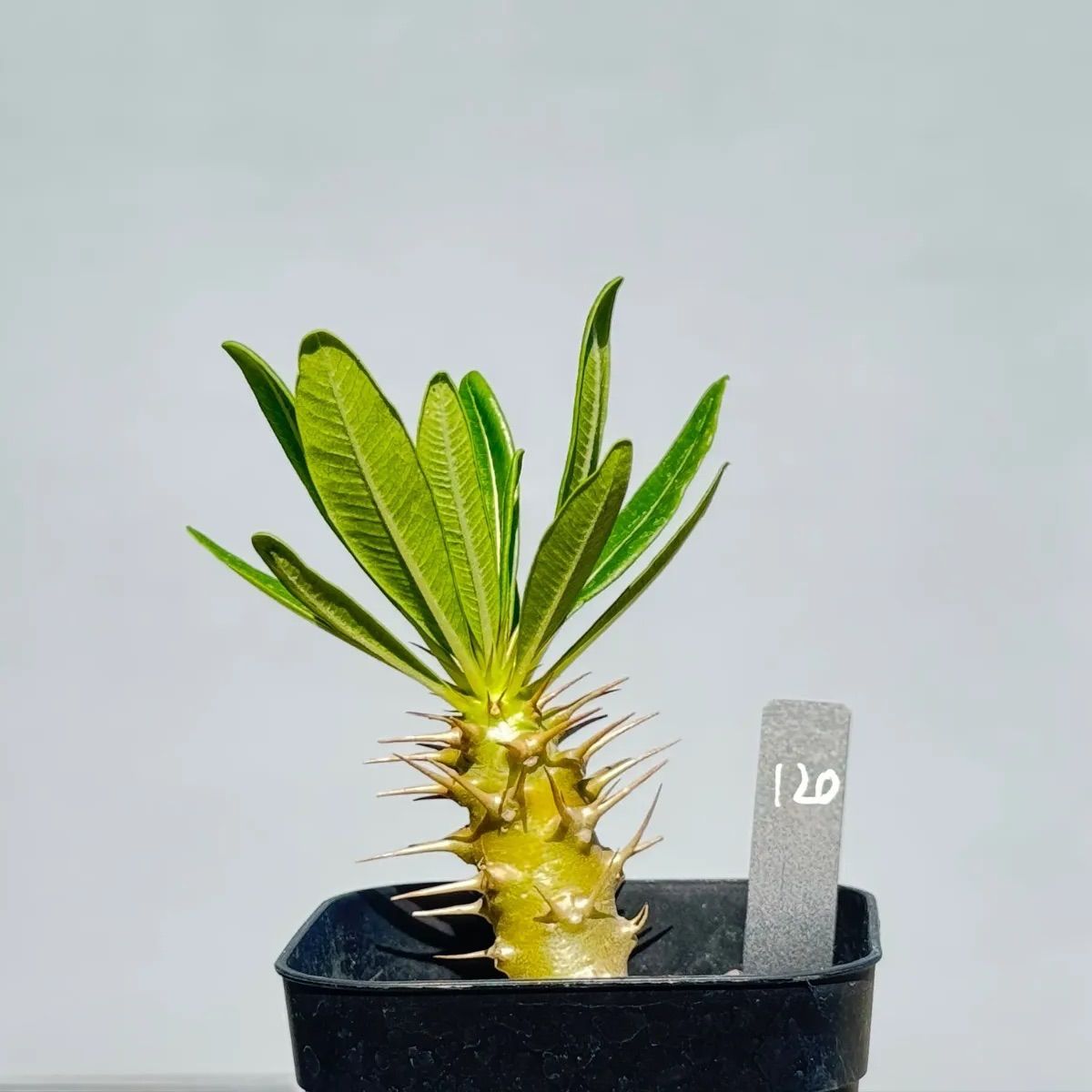 パキポディウム アンボンゲンセ 120 | 塊根植物・コーデックス パキポディウム アンボンゲンセ 120 | 塊根植物・コーデックス