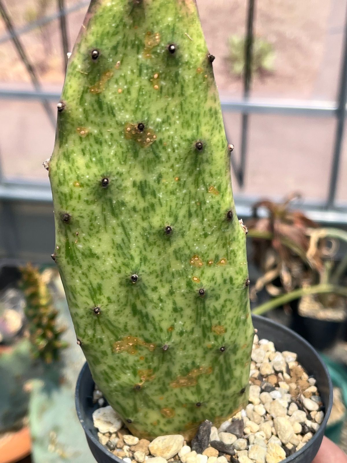 輸入苗 opuntia spec oklansis オプンチア サボテン 輸入苗 opuntia spec oklansis オプンチア サボテン オプンチア