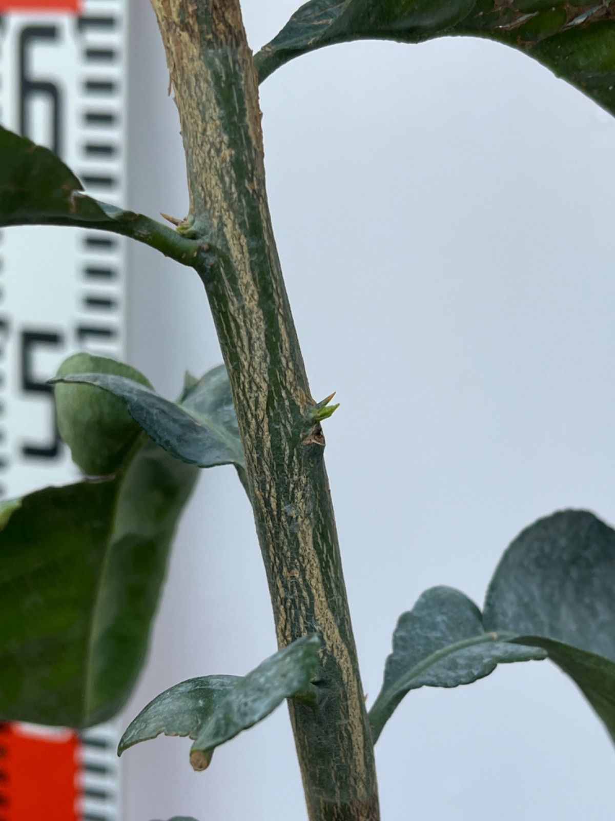 文旦 5号 瑞季【ミズキ】☆接木苗PVP（苗 文旦の人気商品・通販・価格  