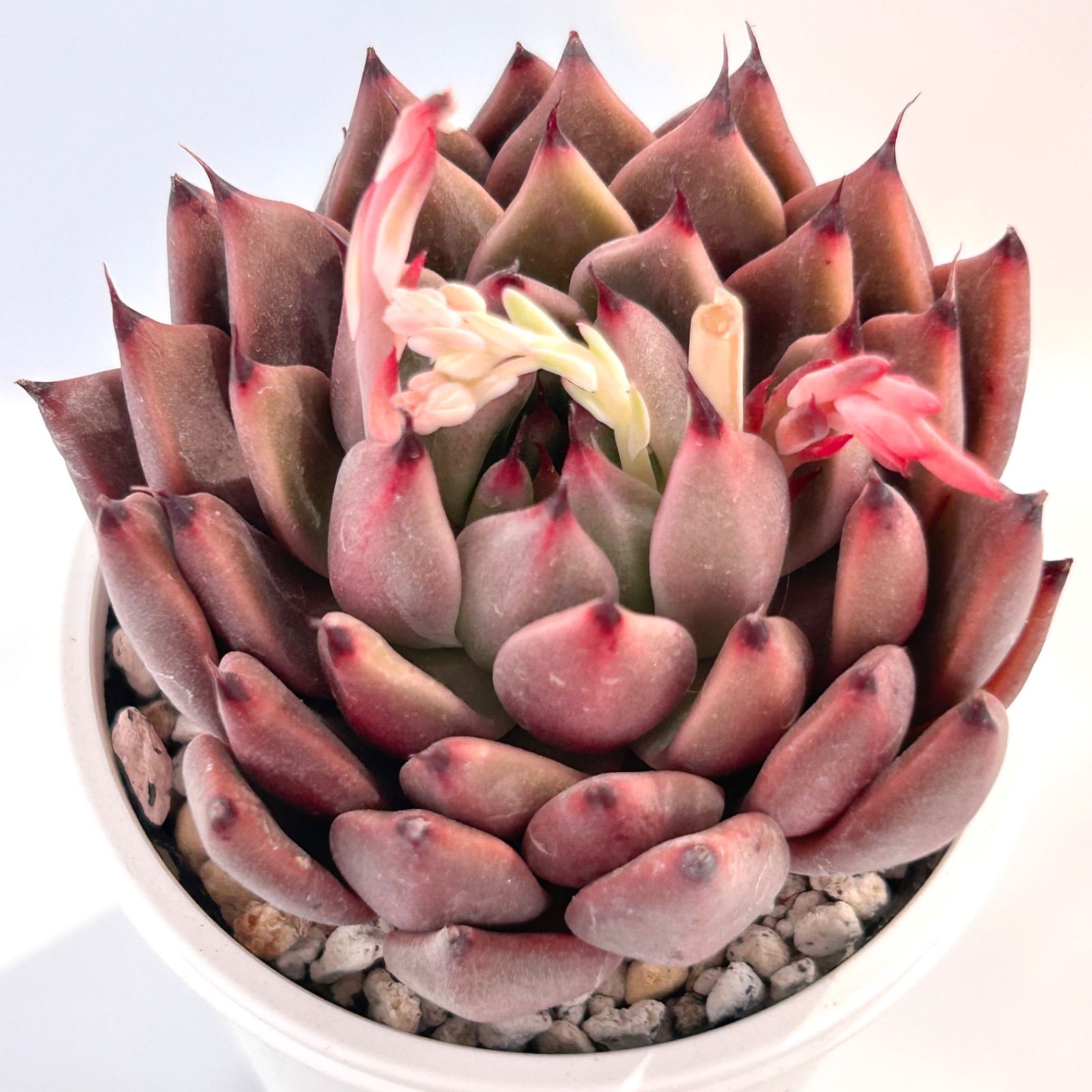 エケベリア　まとめ売り 多肉植物】赤系エケベリア4種セット - メルカリ