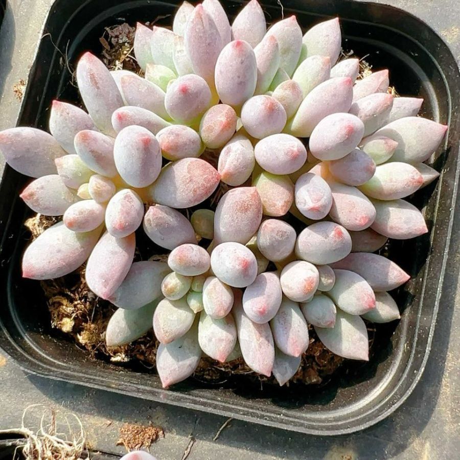 70株の抜き苗セット パルファム群生 多肉植物 佐川急便発送 エケベリア 韓国苗 LL2478