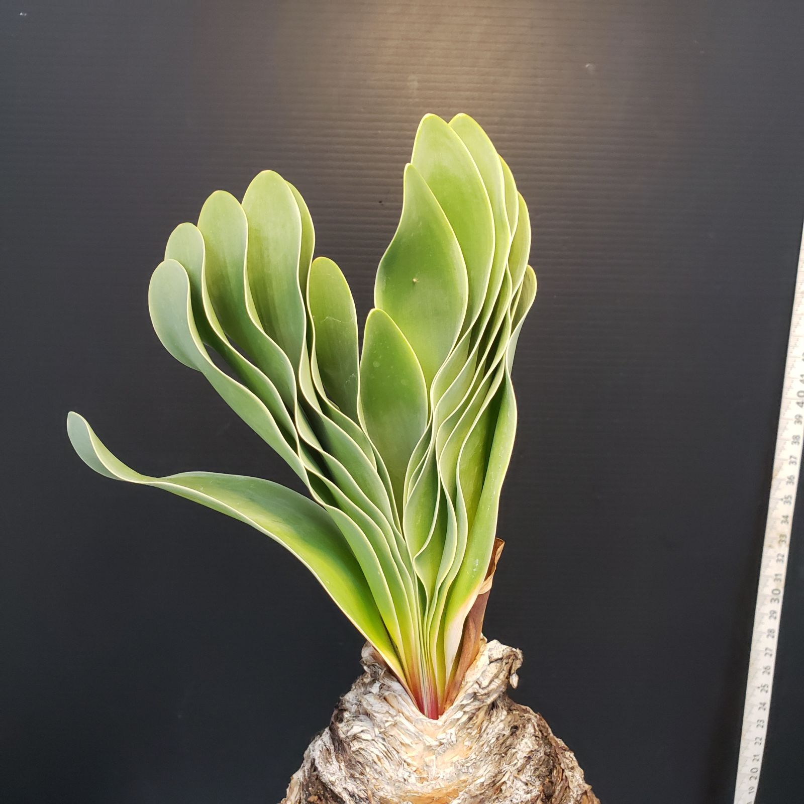 超美形】枯れない多肉植物 19 ブーファン ハエマンソイデス 球根 人気