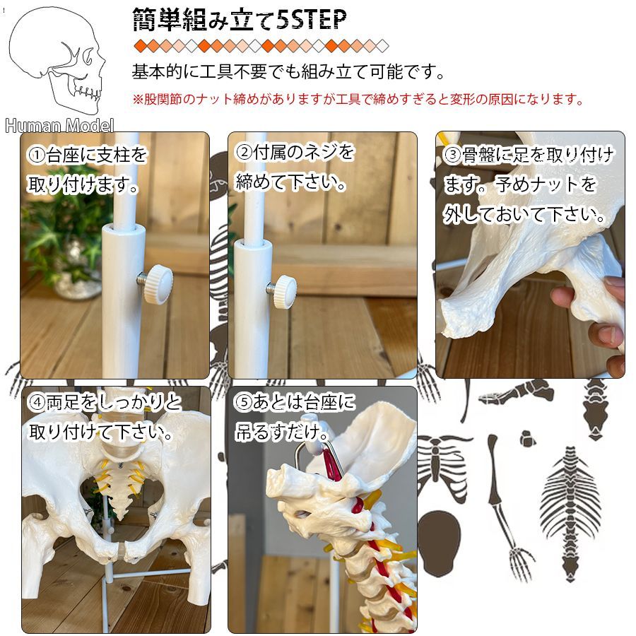 人体模型 骨 等身大 脊椎 模型 実物大 90センチ 脊髄骨盤模型 股関節