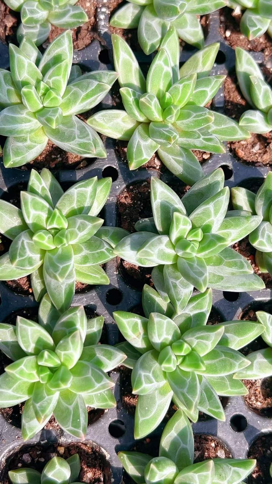 LL1009×105 ゴッホ 土付き 肉厚 多肉植物 アエオニウム エケベリア 韓国苗 STEELWINDOWSANDDOORS_COM