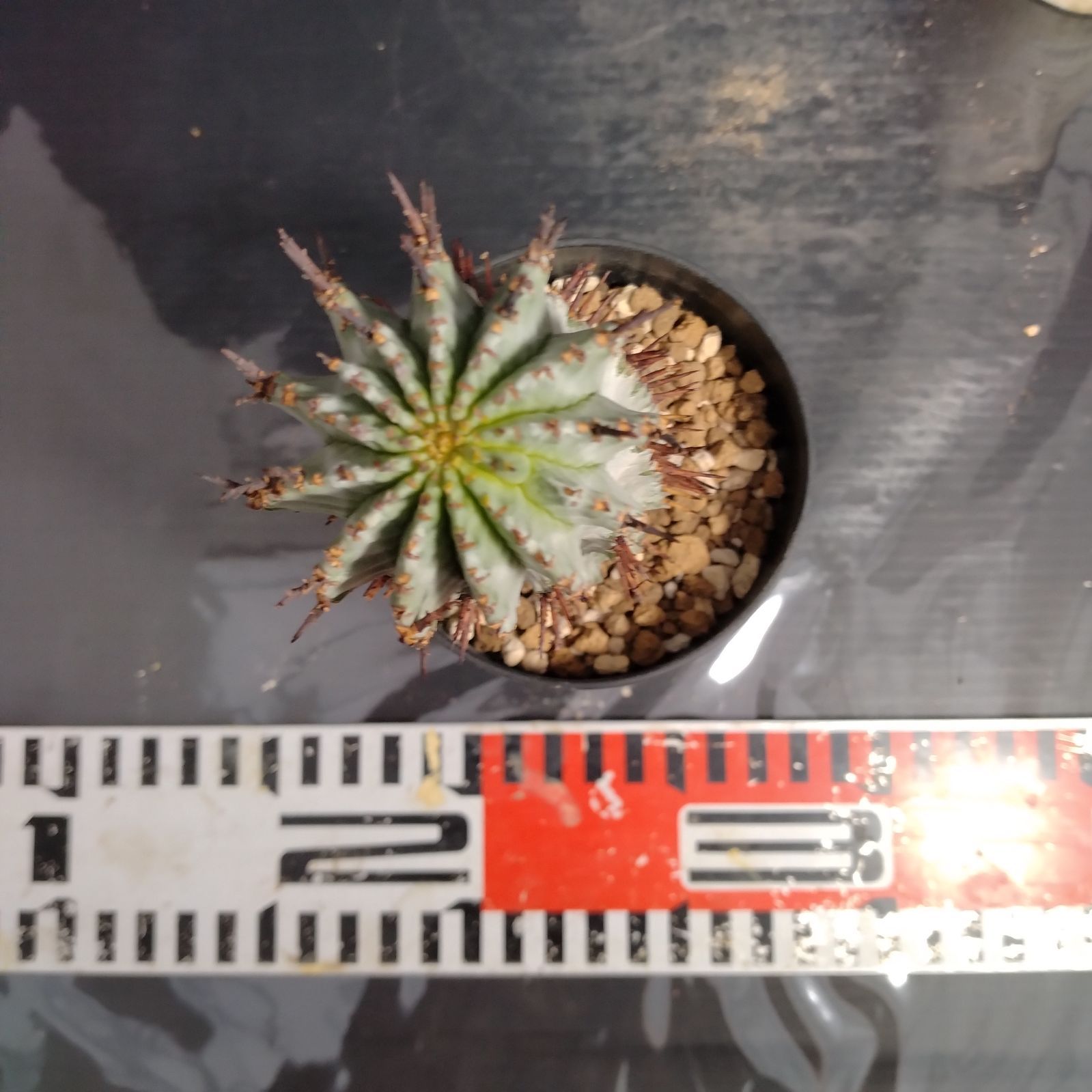 メルカリ便発送☆多肉植物 ホリダ 達磨白虎ハイブリッド(ちょび根苗です) メルカリ便発送☆多肉植物 ホリダ 達磨白虎ハイブリッド(ちょび