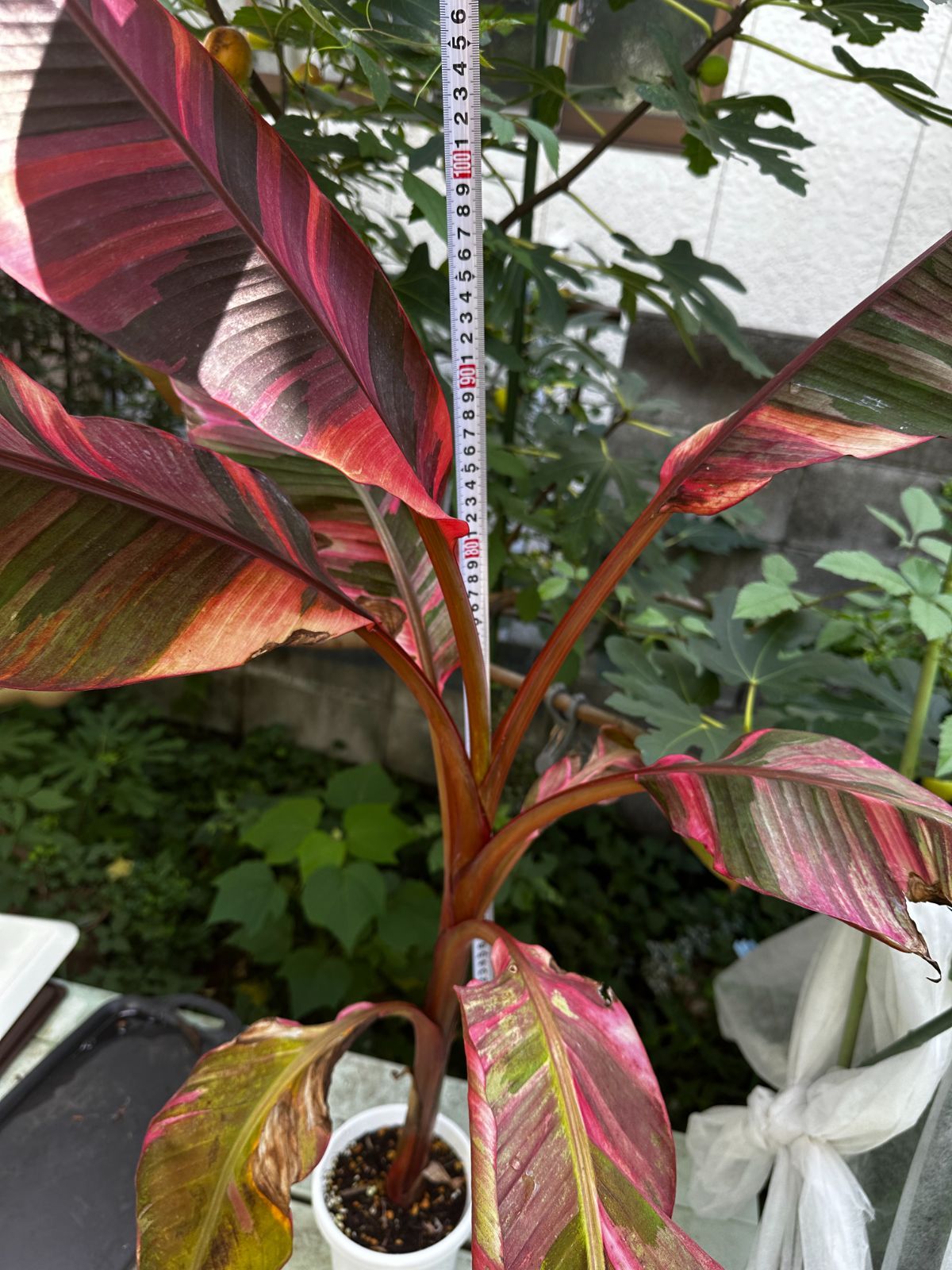 ムサ·ノノピンクバナナ① 速達 Musa Nono ムサノノ ピンク斑 斑入り バナナ 【公式通販】