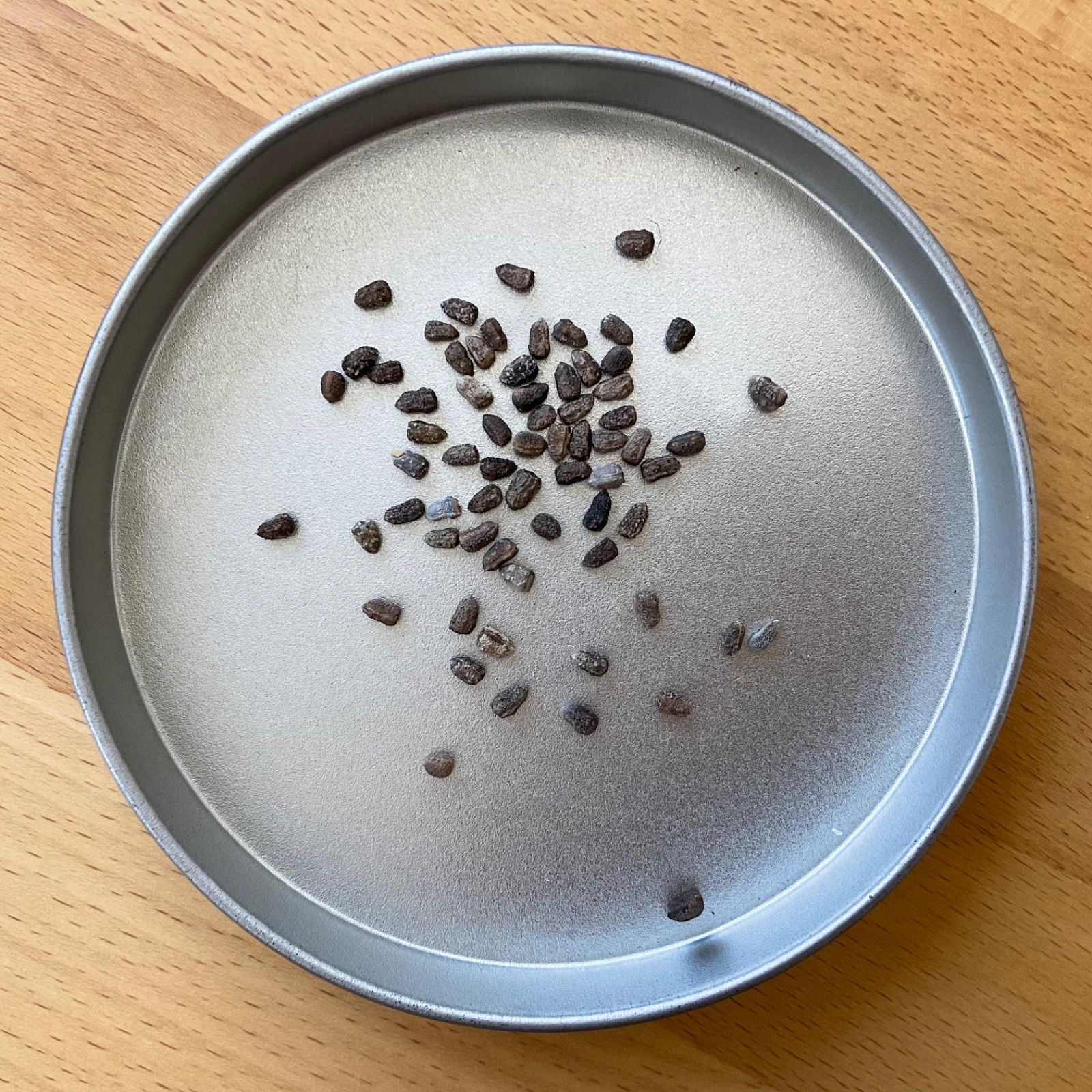 ユーフォルビア・デセプタEuphorbia decepta 種子10粒