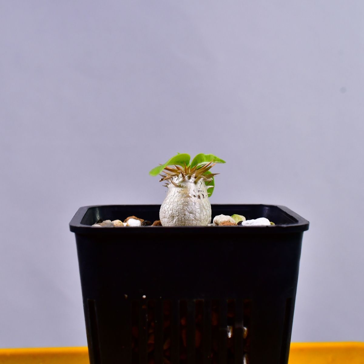 パキポディウム エブレニュウム FF3FD800-9895-424B-BCEC-