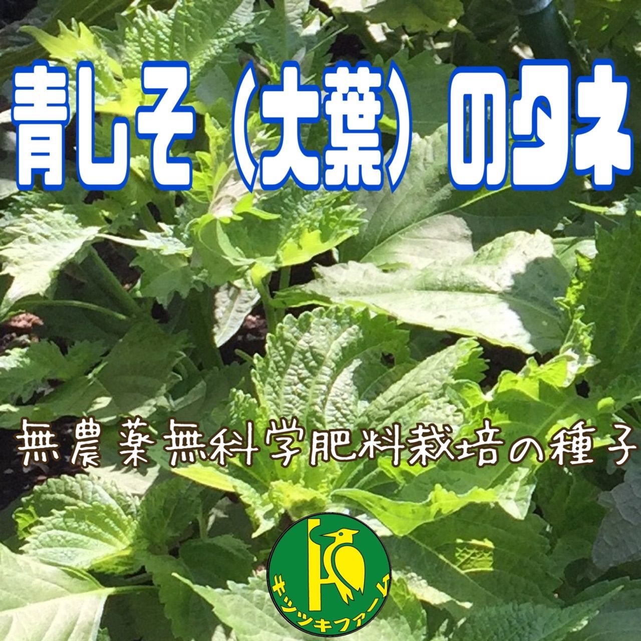 無農薬大葉の種 2ml 約1000粒 キツツキファーム - メルカリ