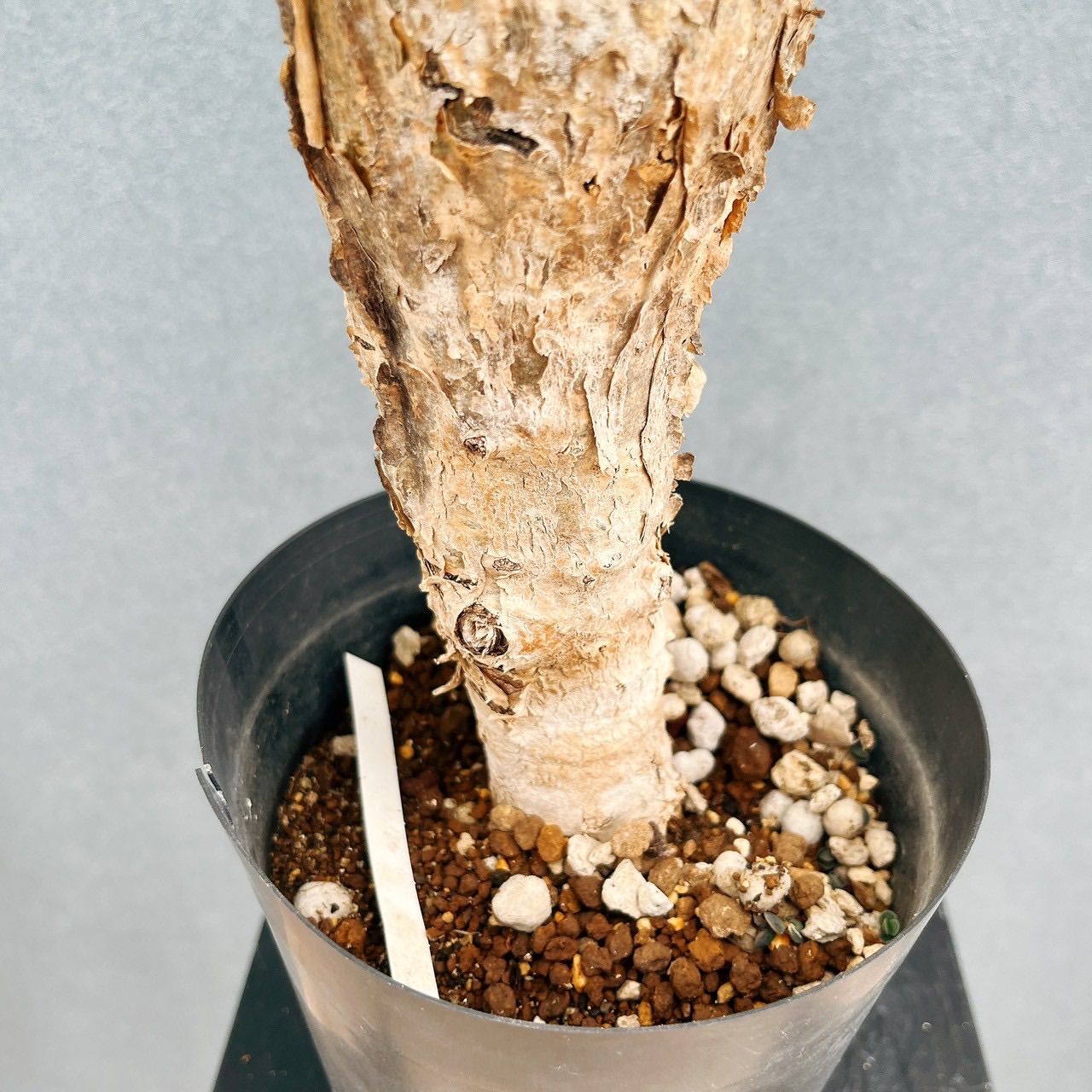 現品］【希少】セサモタムナス ブッセアヌス 観葉植物 レア ゴマ科