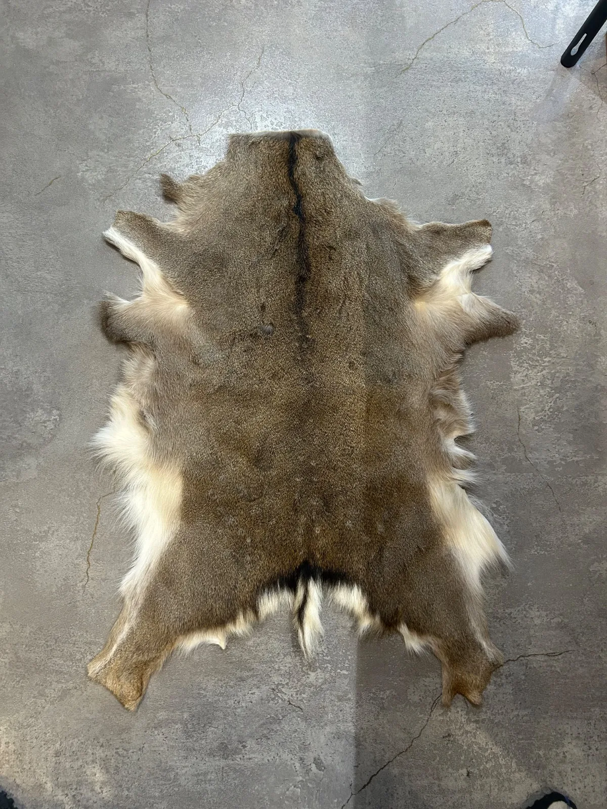 2025年最新】鹿 ラグ 毛皮の人気アイテム - メルカリ