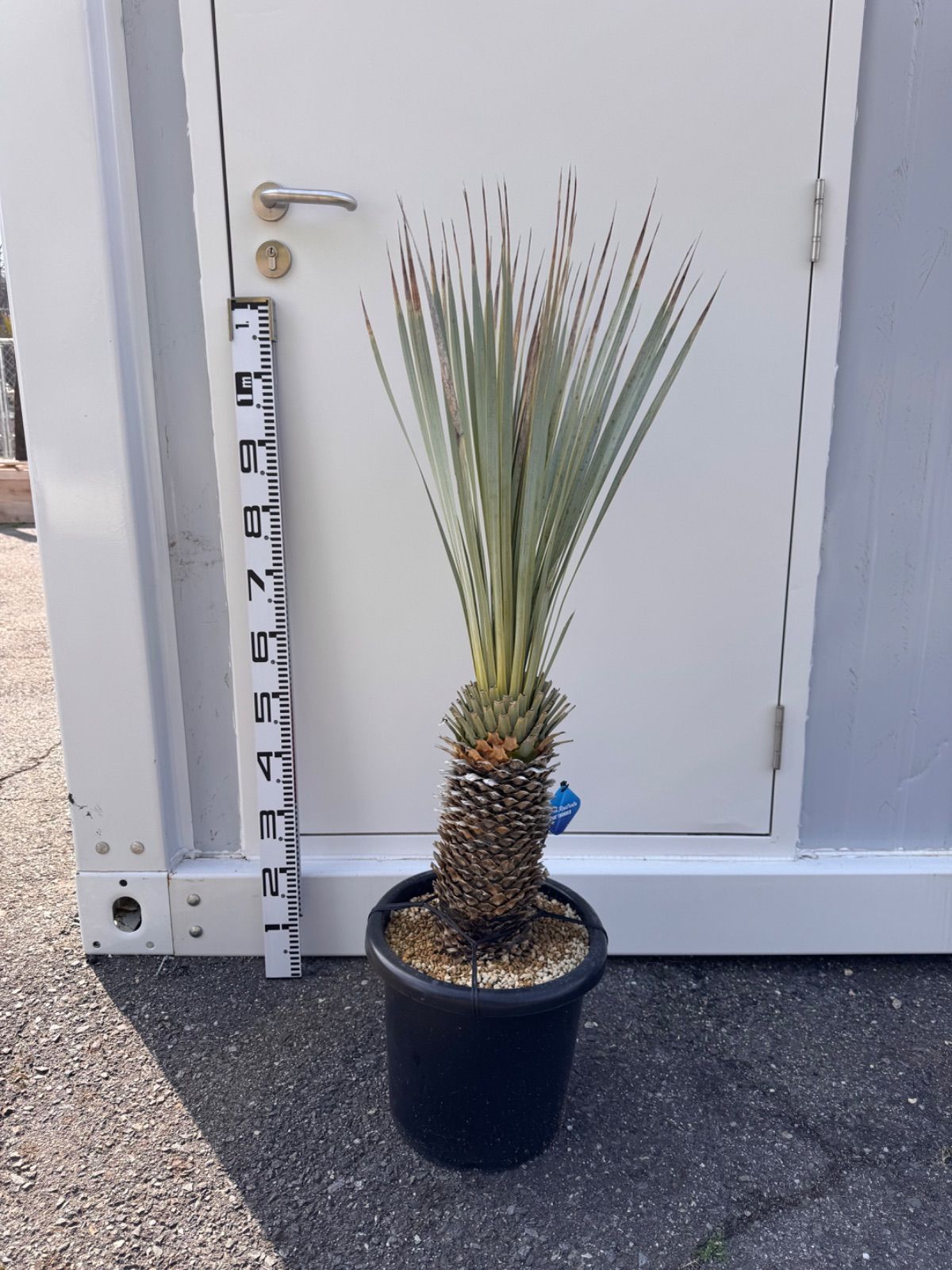 ユッカロストラータ ブルーサンダー 4 【公式通販】