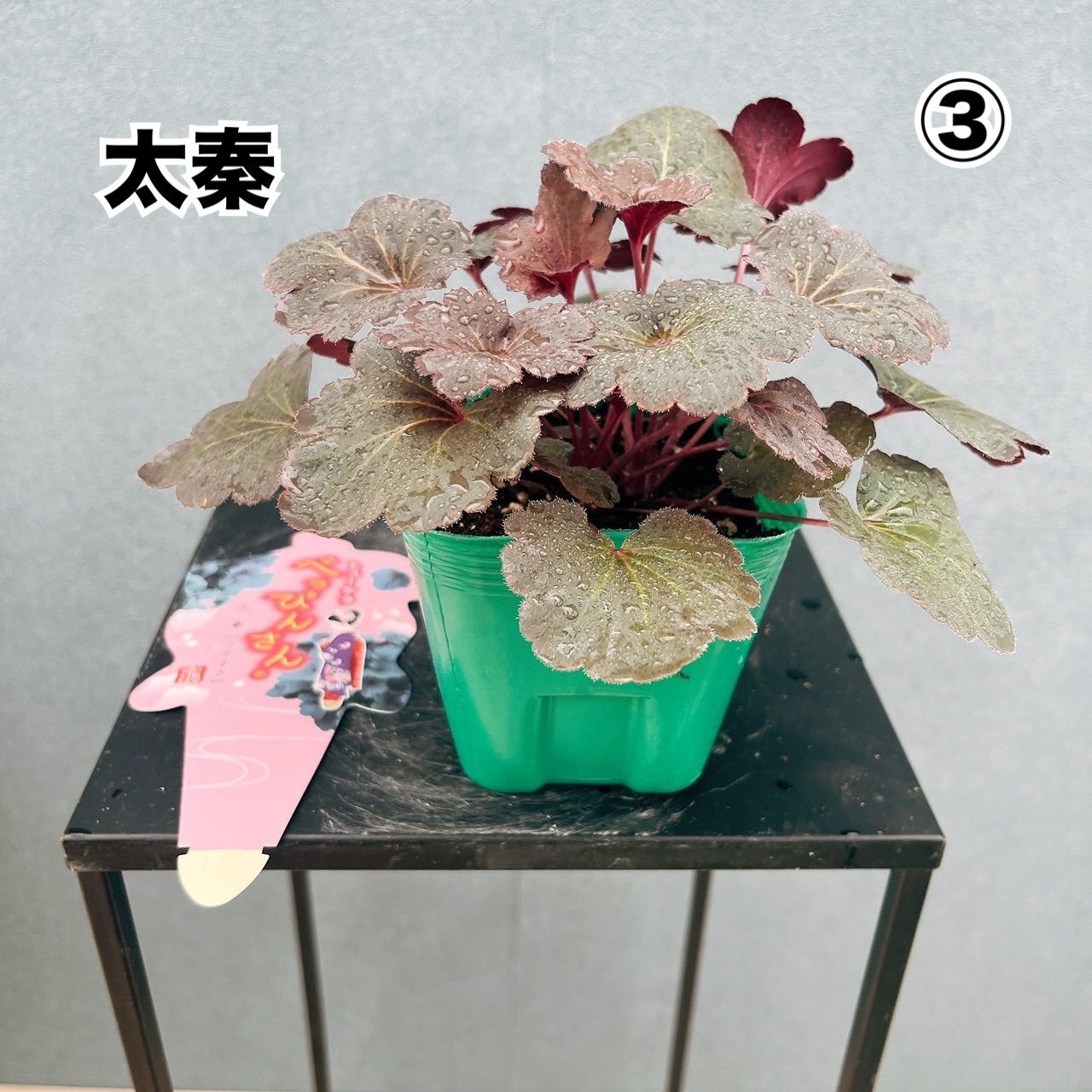 べっぴんさんシリーズ