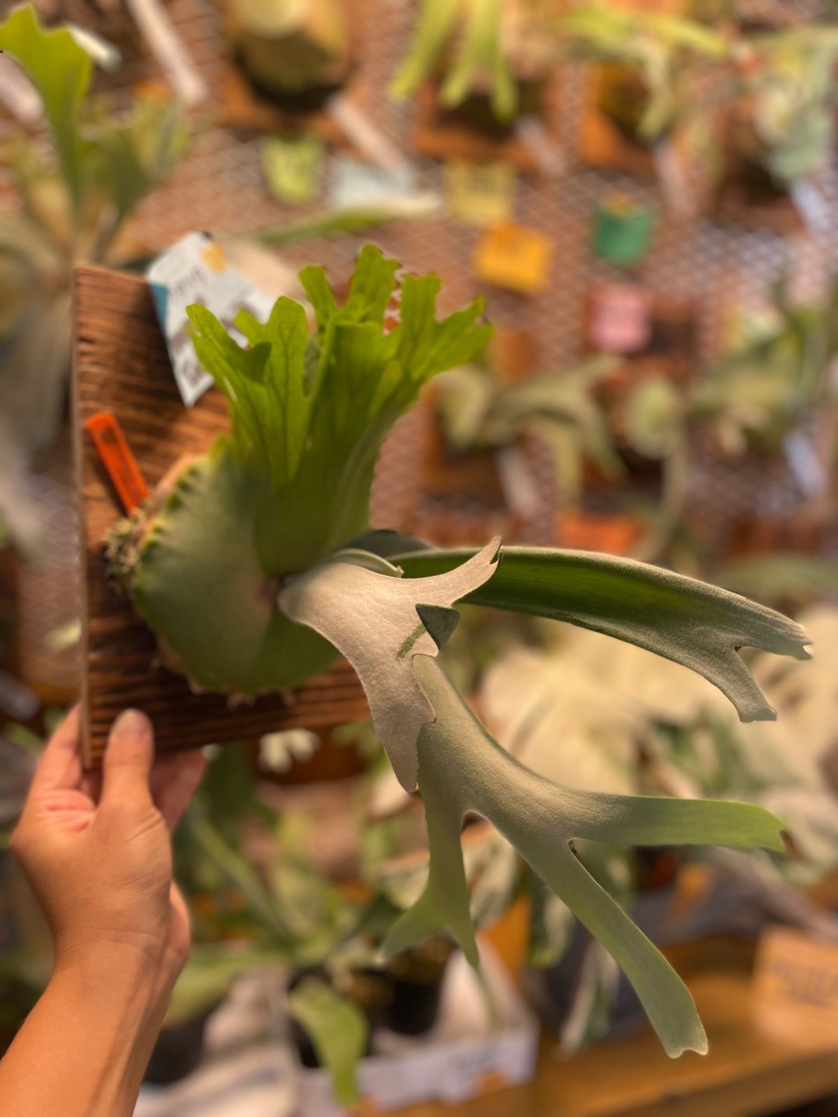 ビカクシダ ウィリンキー ドワーフタツタ P.Willinckii dwarf TST