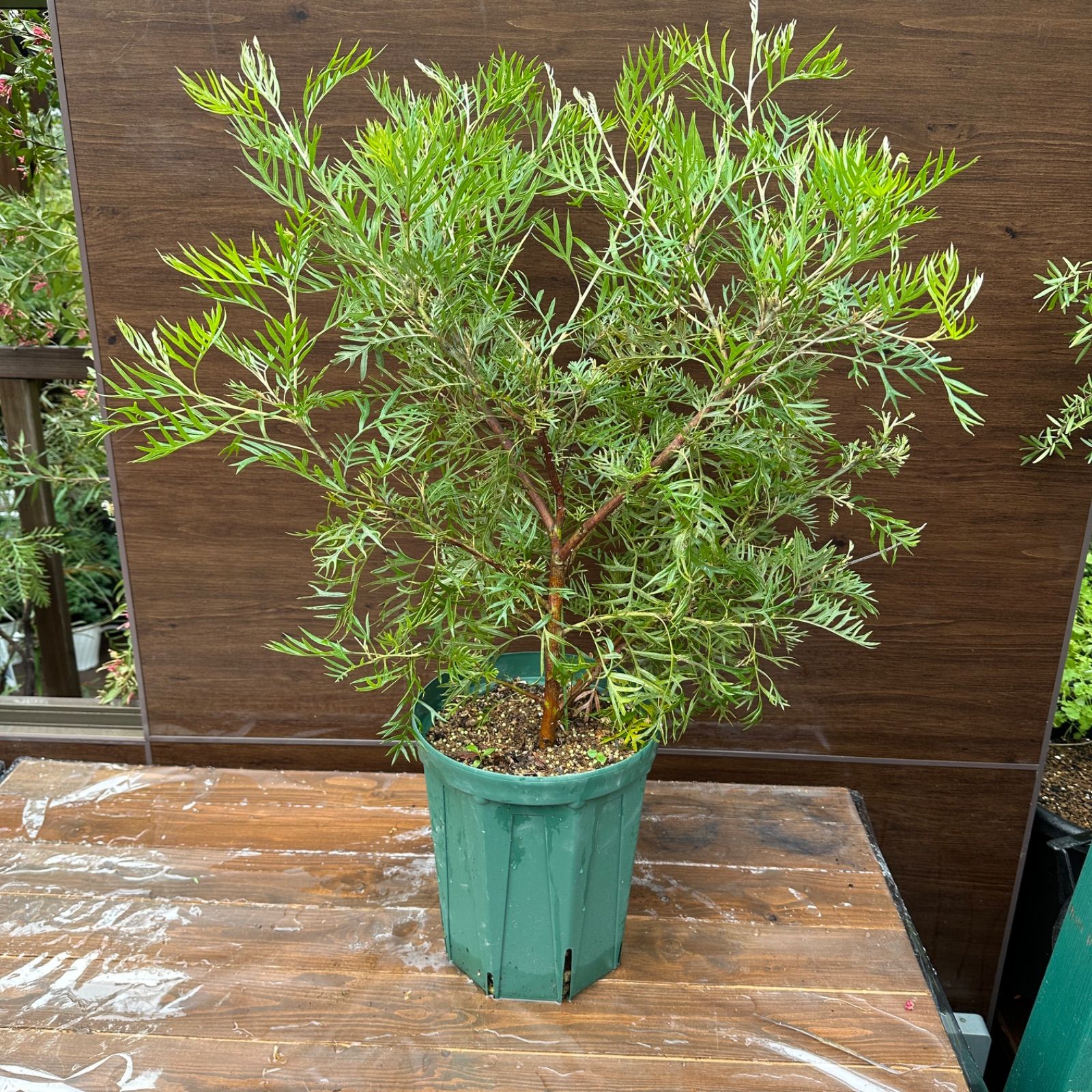 8号 ④ グレビ ピーチアンドクリーム 大株 美株 花終わり オージープランツ YUZUMIYA_COM